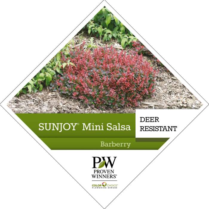 Preview of Sunjoy® Mini Salsa Berberis PDF