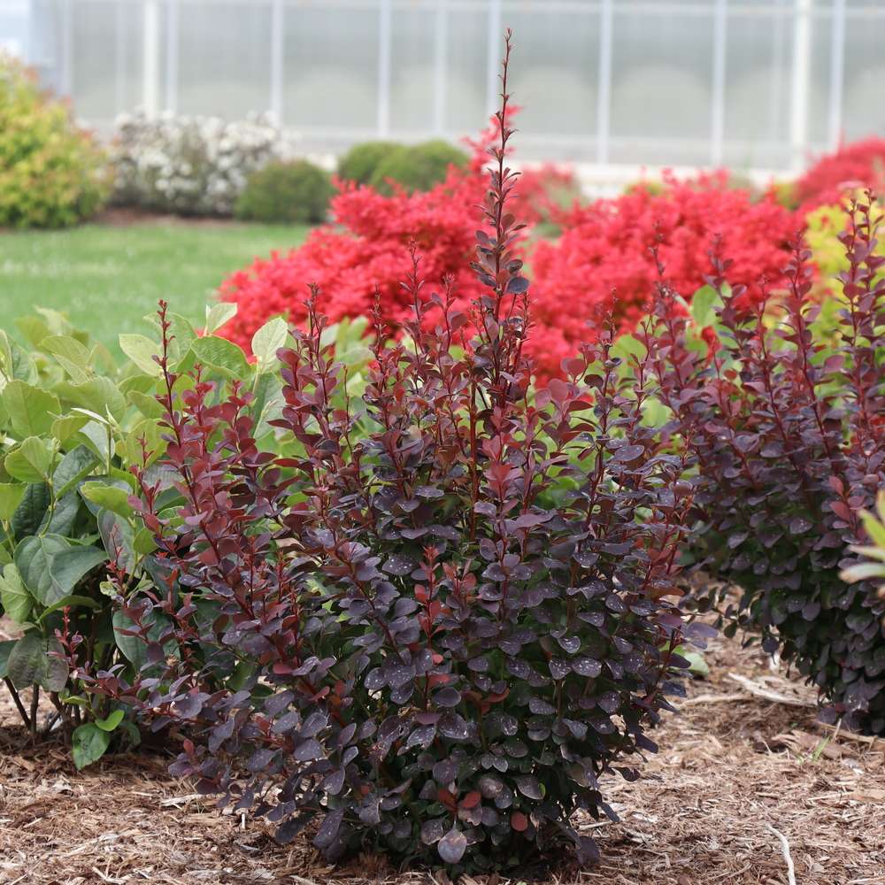 Sunjoy Plum Pillar barberry planted in a landscape