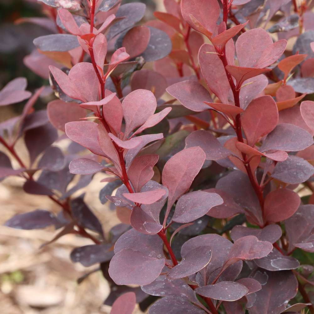 Close up of the burgundy purple foliage of Sunjoy Plum Pillar barberry