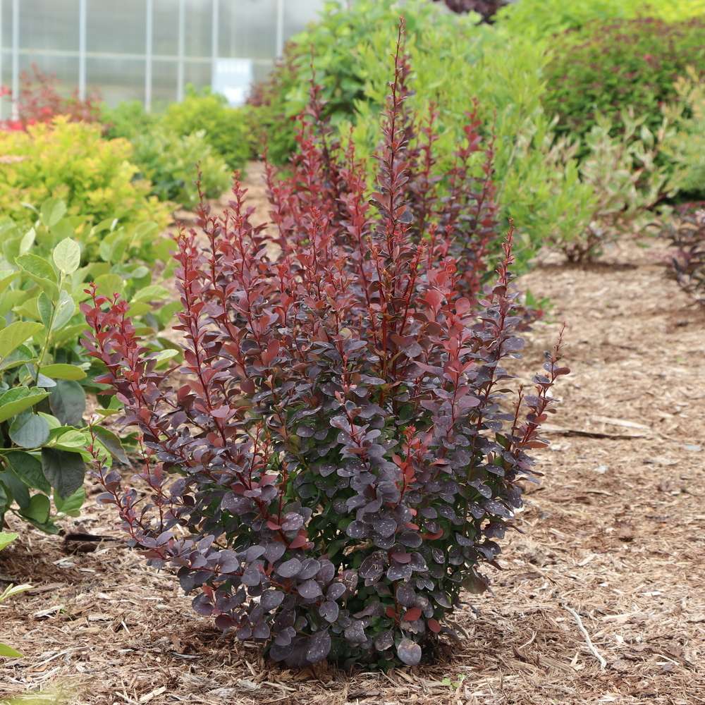 Sunjoy Plum Pillar Berberis thunbergii with an upright habit planted in a landscape