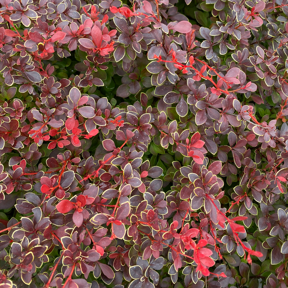 The bright red foliage, some leaves edged in chartreuse, on Sunjoy Really Red barberry.