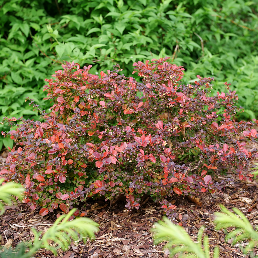 A small rounded Sunjoy Really Red barberry shrub with bright red foliage in front of a green shrub in a landscape.