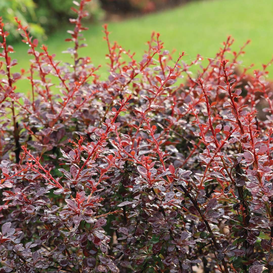 Sunjoy Simpatico barberry purple-red foliage. 