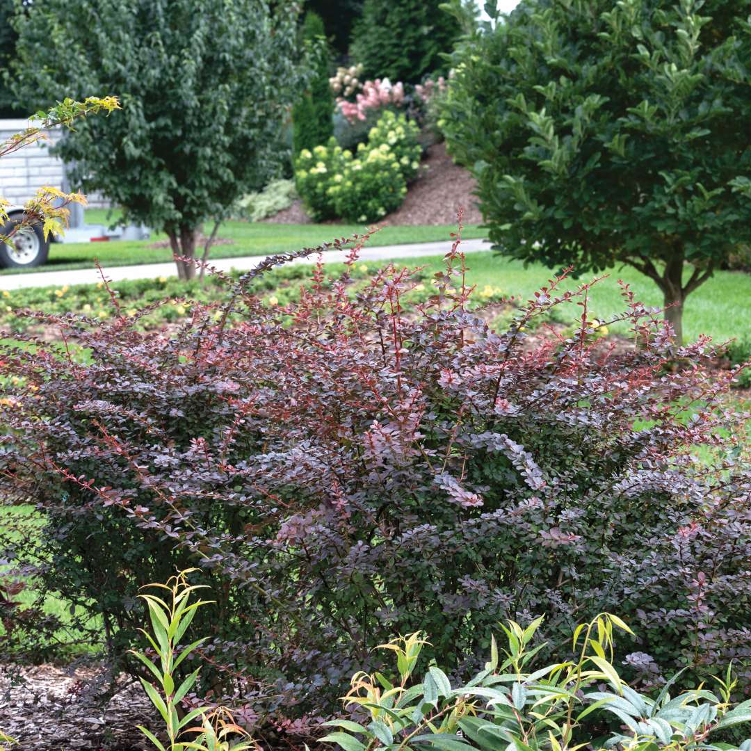 Sunjoy Simpatico barberry in the landscape. 