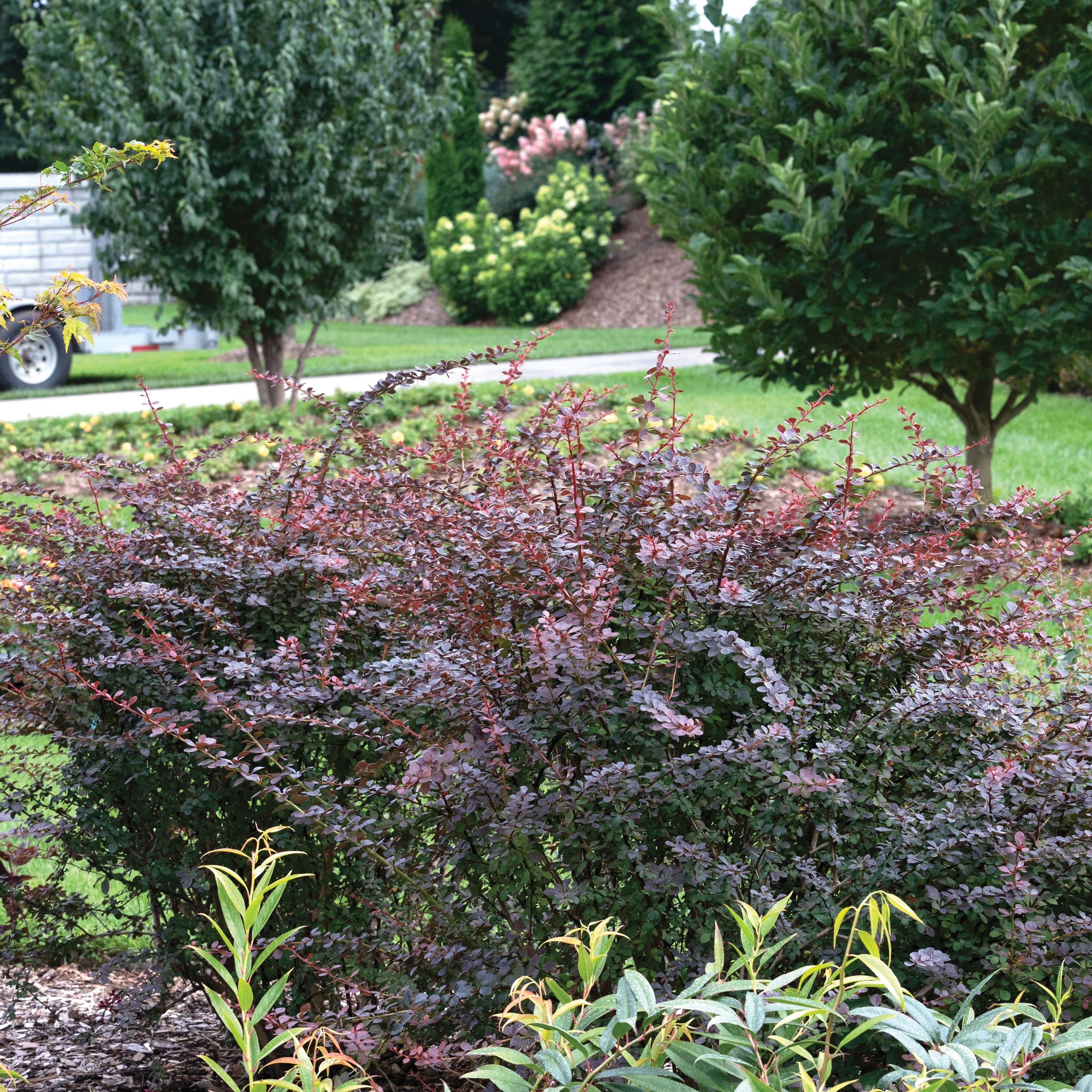 Sunjoy Simpatico barberry in the landscape. 