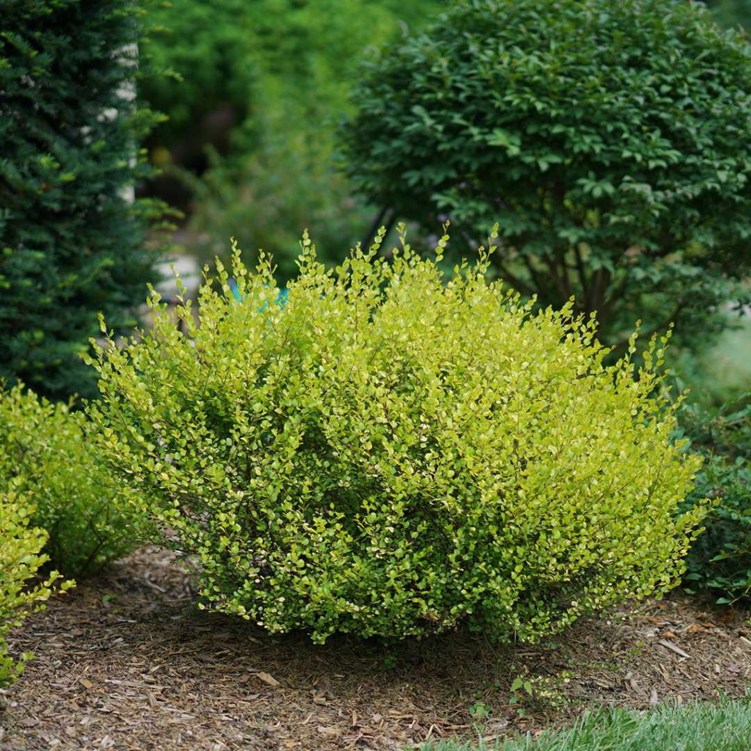 Lime green Cesky Gold dwarf birch in landscape