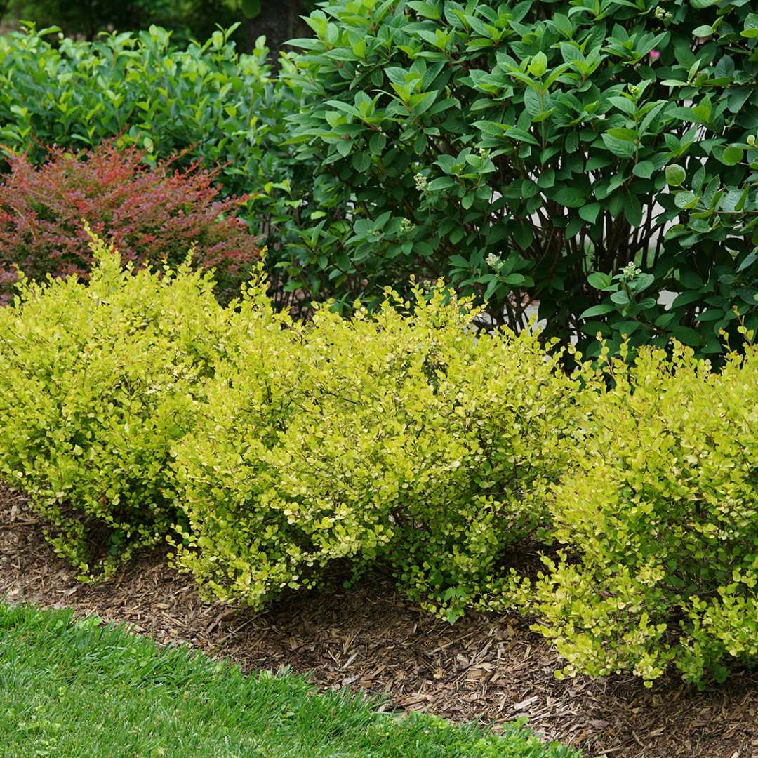 Three Cesky Gold Betula as low hedge