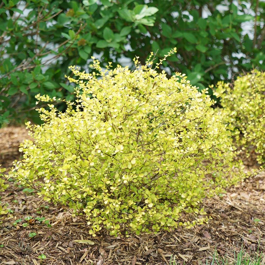 close up of a compact Cesky Gold Betula in landscape