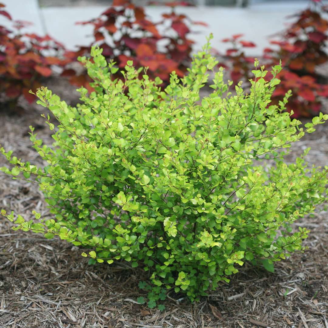 Small Cesky Gold Betula in landscape