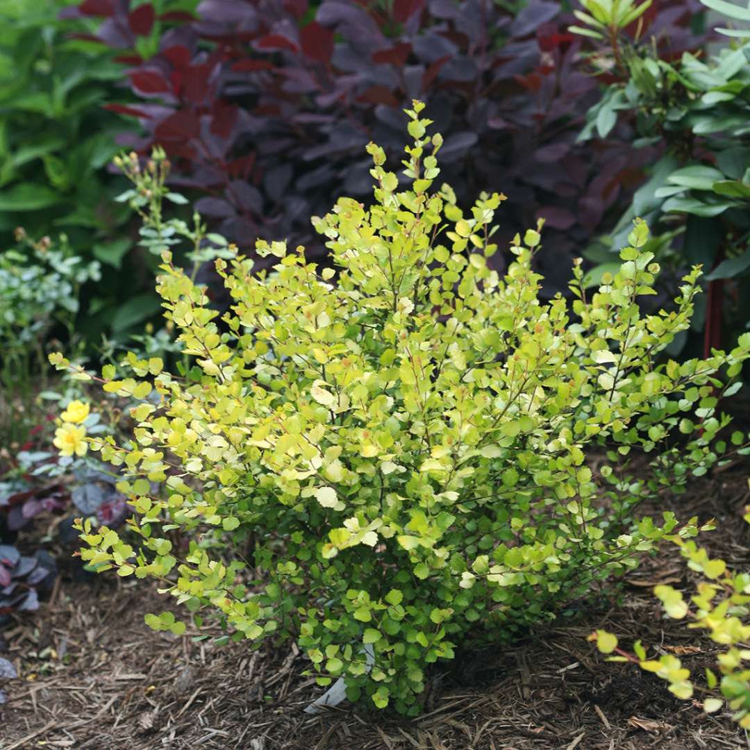 Small Cesky Gold dwarf birch in landscape