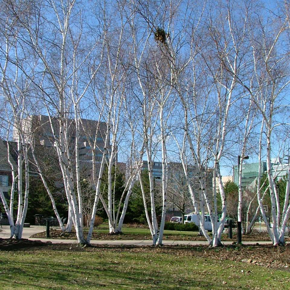 An allee of white barked Avalanche birch trees