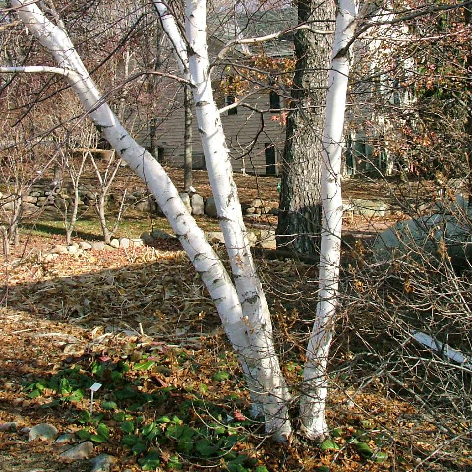 A single multi-stemmed specimen of Avalanche birch