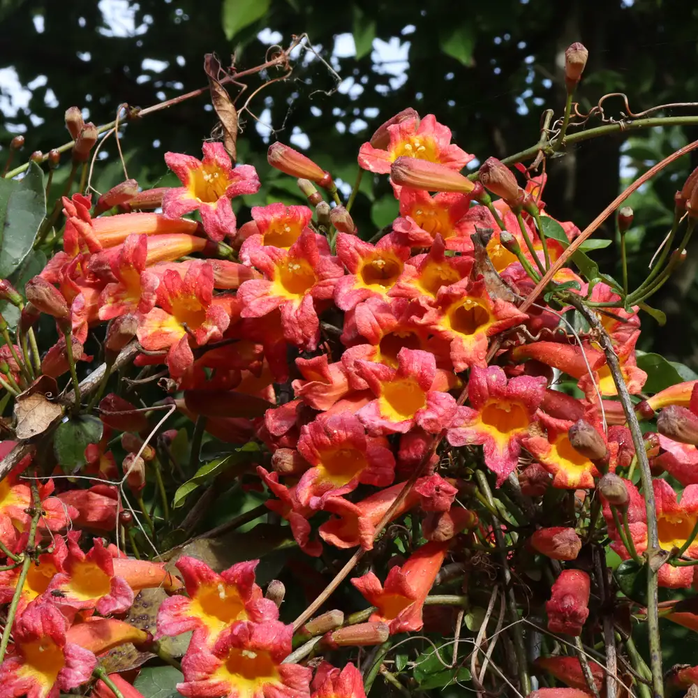 At the top of a Dressed to Thrill crossvine plant on a steel pillar, dozens of orange and yellow flowers bloom. 