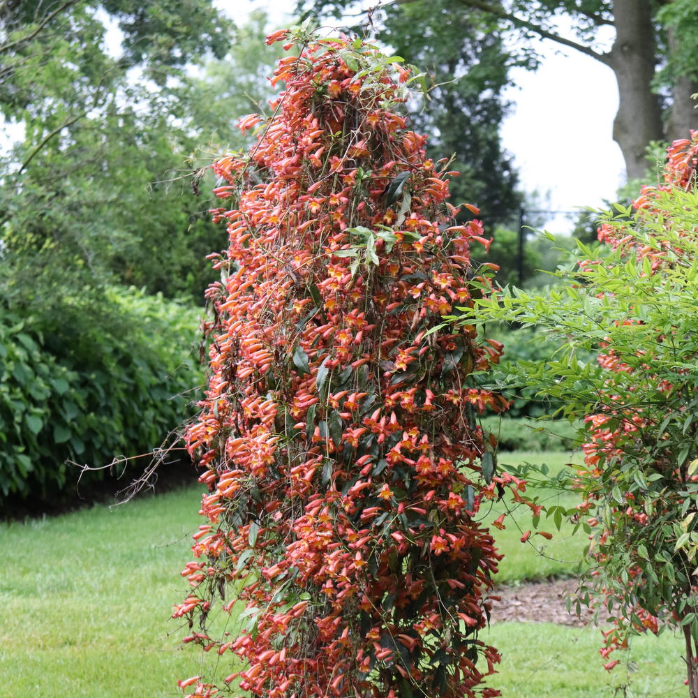 A pillar of Dressed to Thrill crossvine orange trumpet shaped flowers in the landscape. 