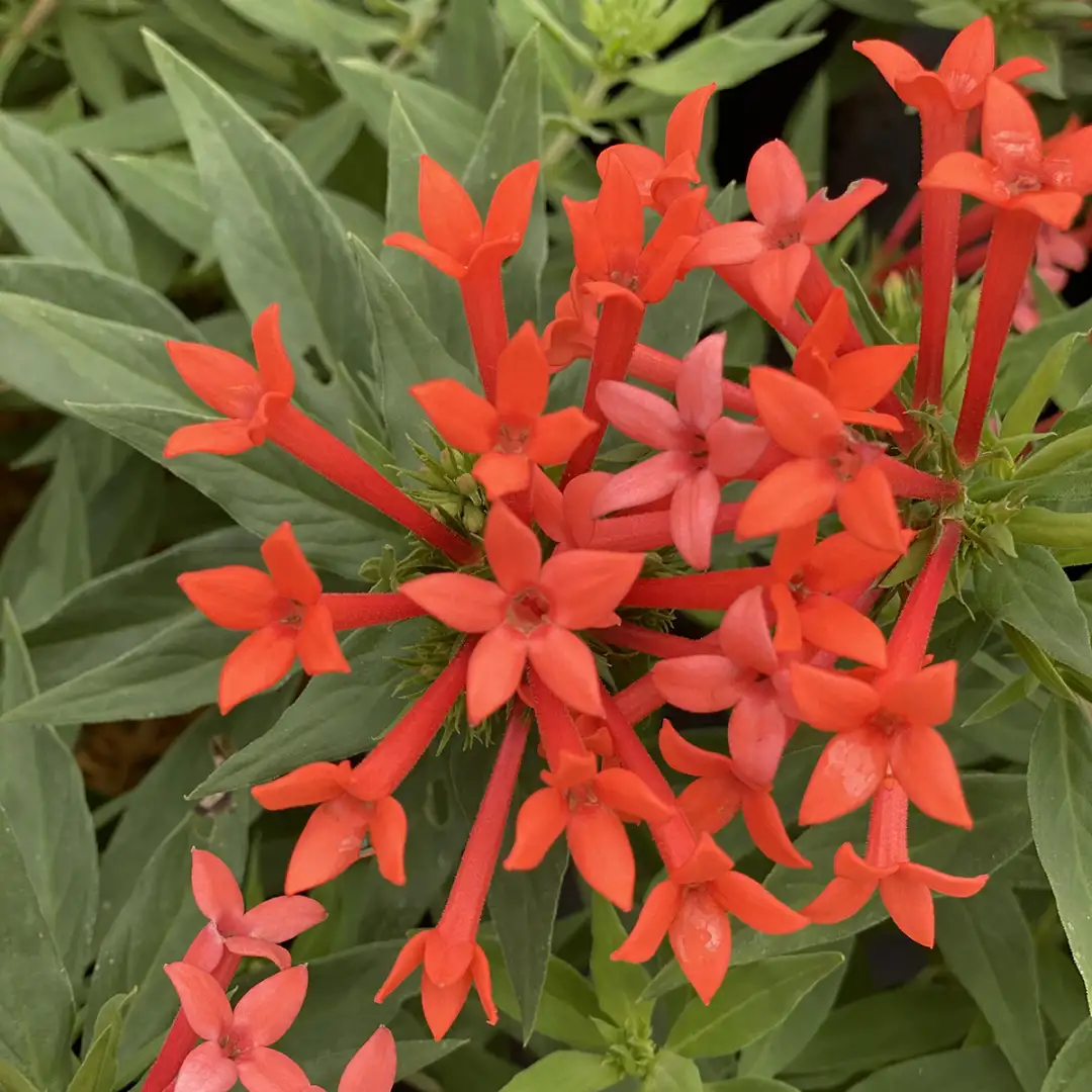 Estrellita Little Star Bouvardia Spring Meadow wholesale liners Spring Meadow Nursery