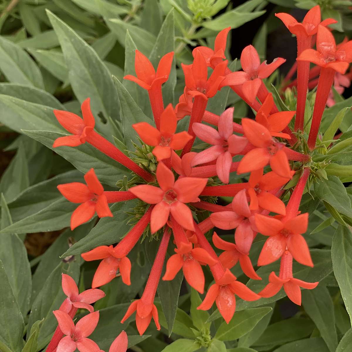 Estrellita Little Star firecracker bush has clusters of flowers of bright orange-red.