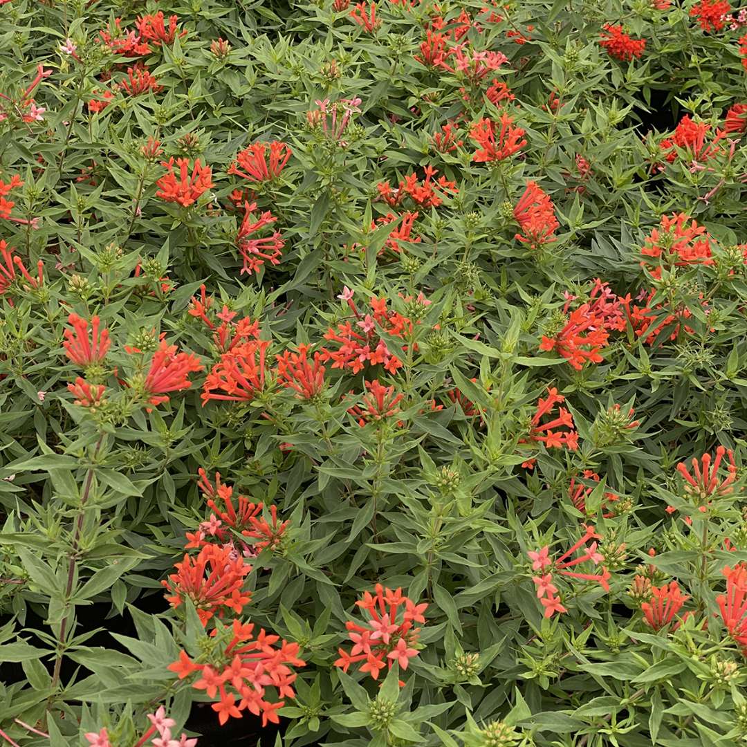 Estrellita Little Star firecracker bush in a landscape