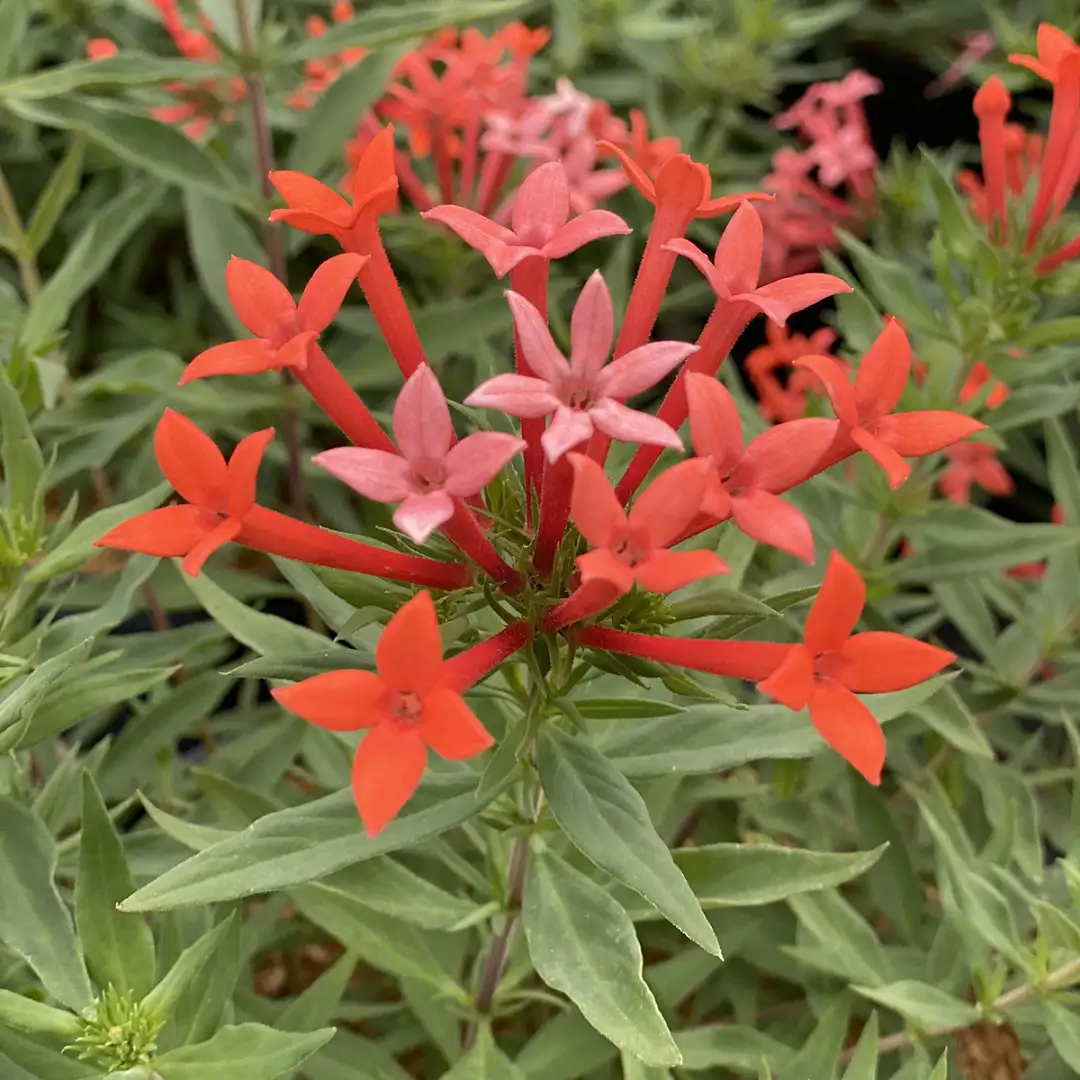 A cluster of orange-red star-like flowers on Estrellita Little Star firecracker bush.
