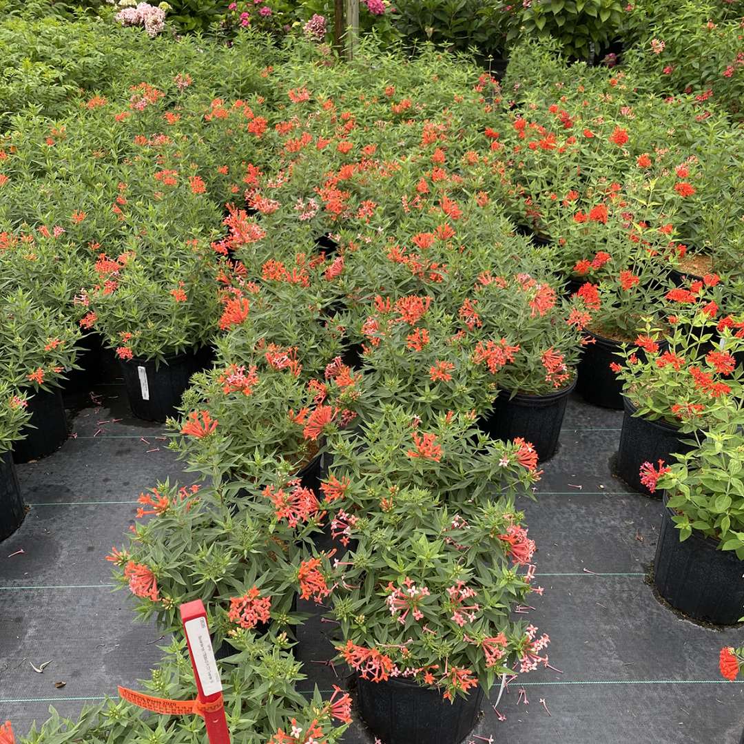 Estrellita Little Star firecracker bush plants being grown in a greenhouse. 