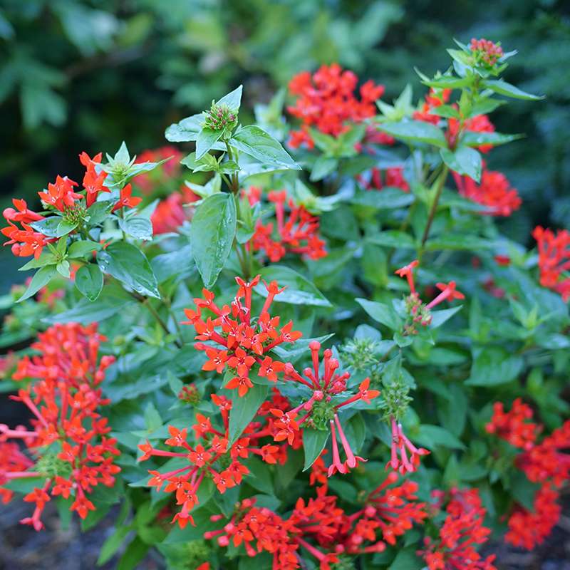 Estrellita Scarlet bouvardia in a landscape