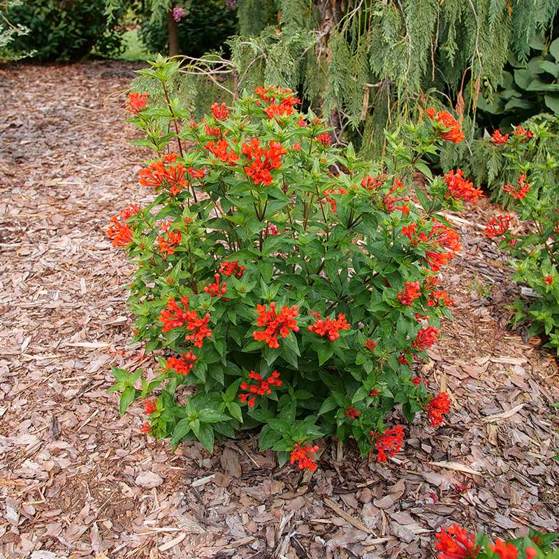 Estrellita Scarlet firecracker bush blooming in a landscape