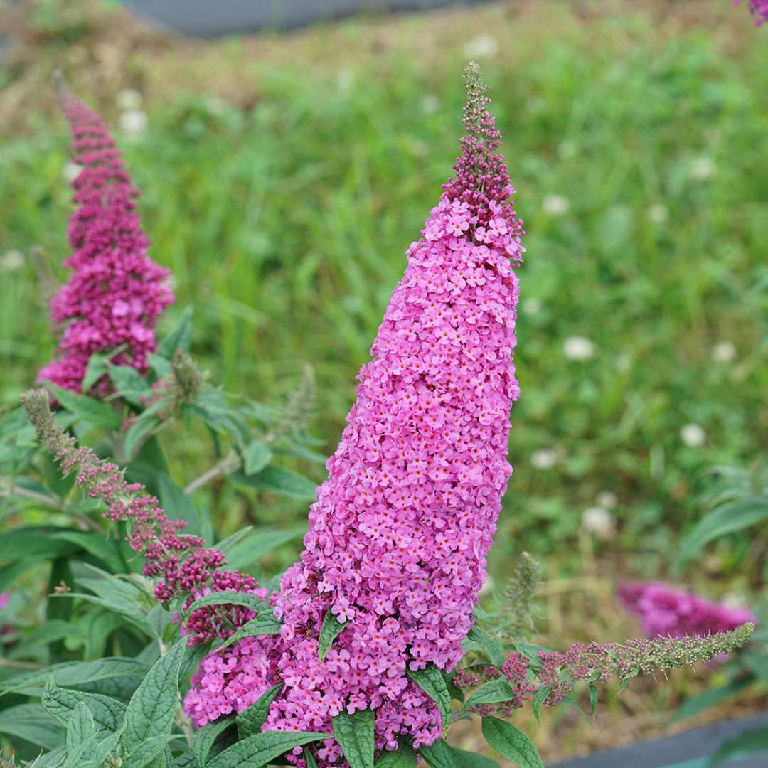 close-up of Pugster Pinker butterfly bush's large deep pink spire like blooms.