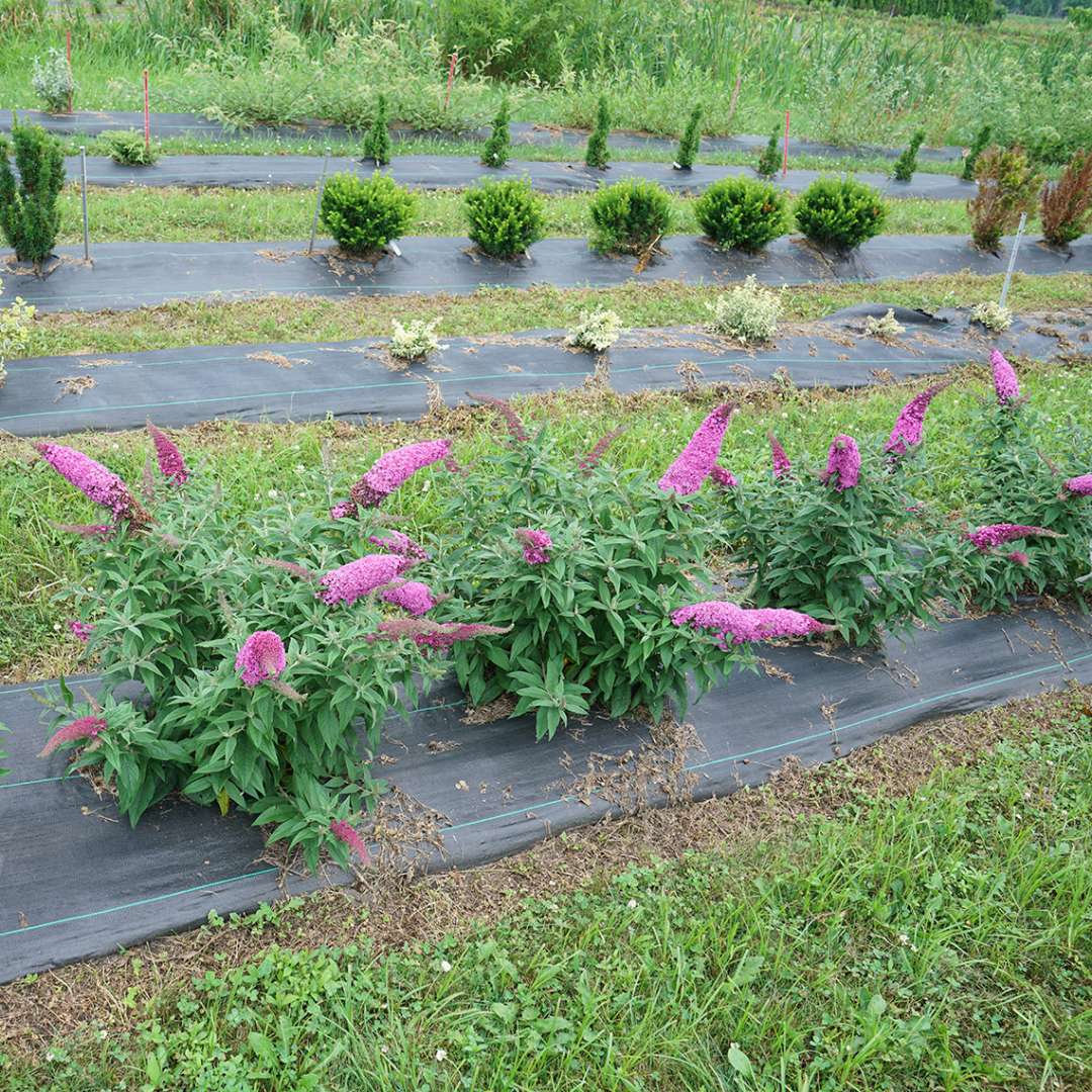 A row of Pugster Pinker buddleia planted in a trial garden