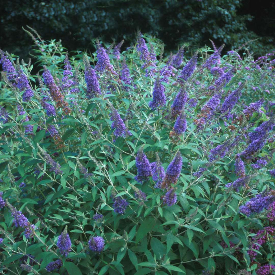 Buddleia Ellen's Blue with vibrant true blue blooms in landscape