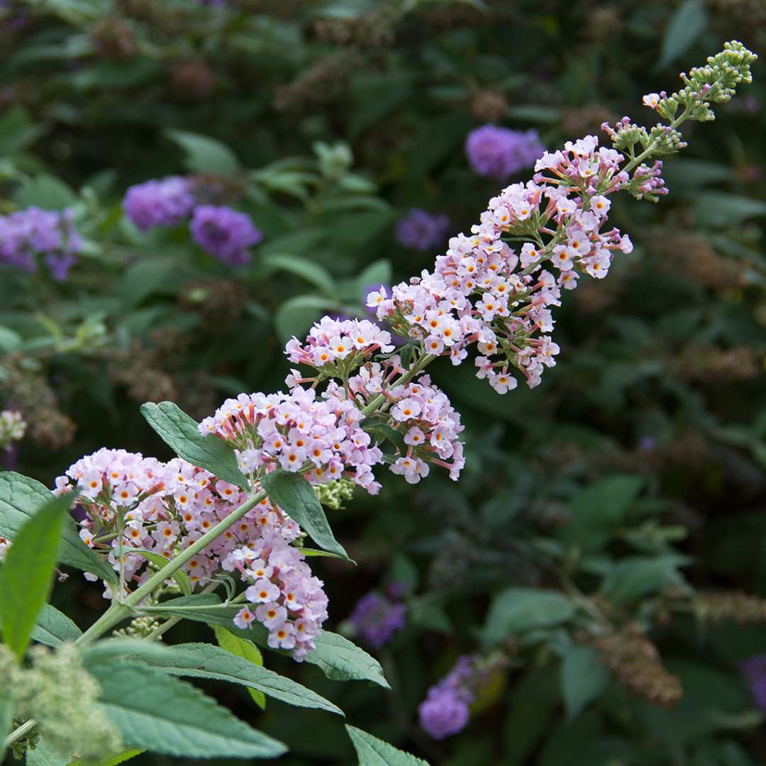 Close up of the delicate pink InSpired Pink Buddleia bloom