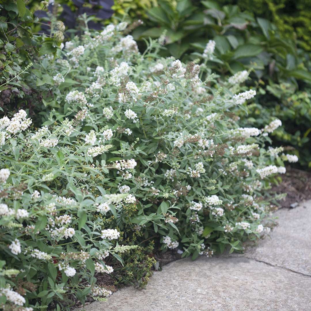 Two Lo & Behold Ice Chip Buddleia planted along sidewalk