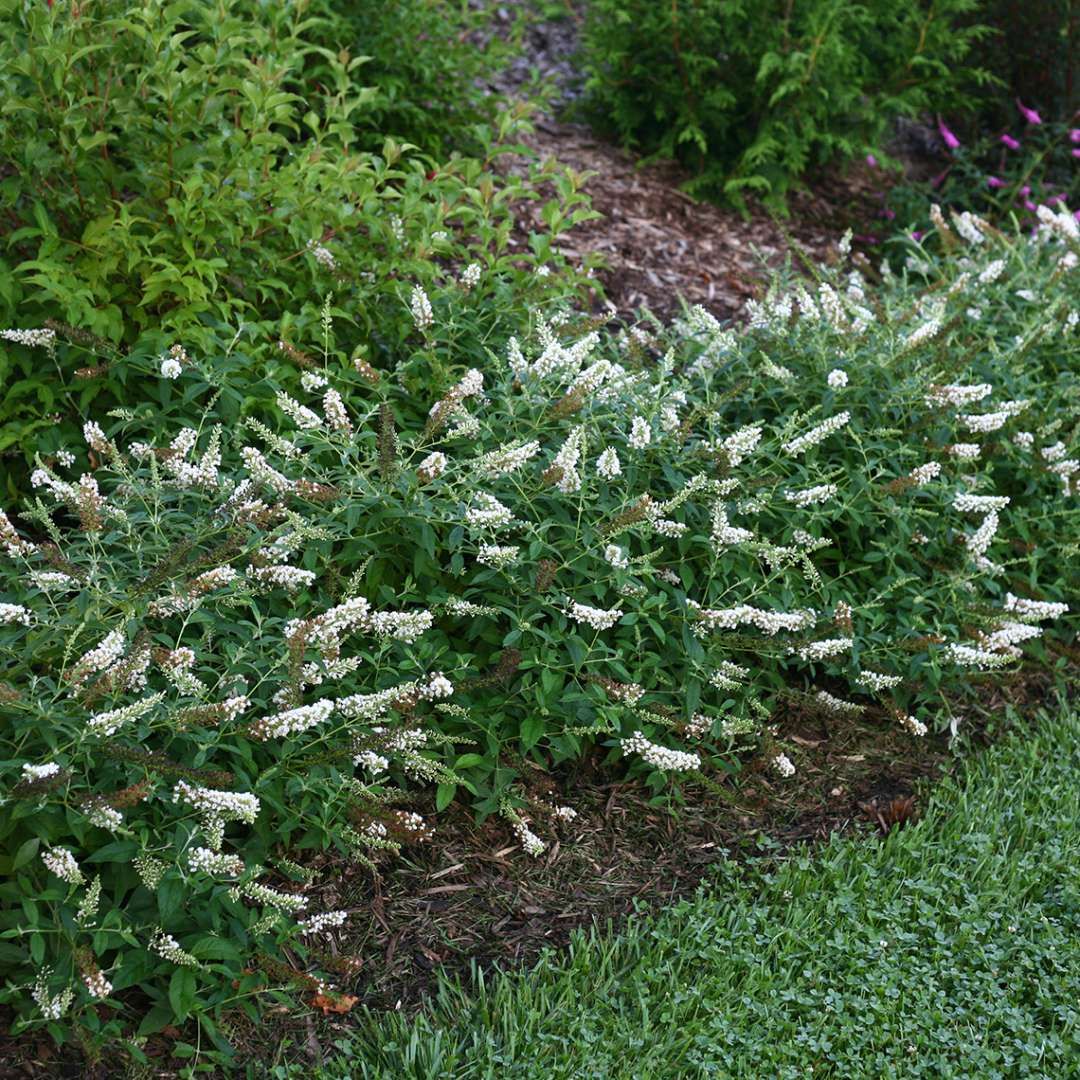 Low hedge of Lo & Behold Ice Chip Buddleia at front of garden bed