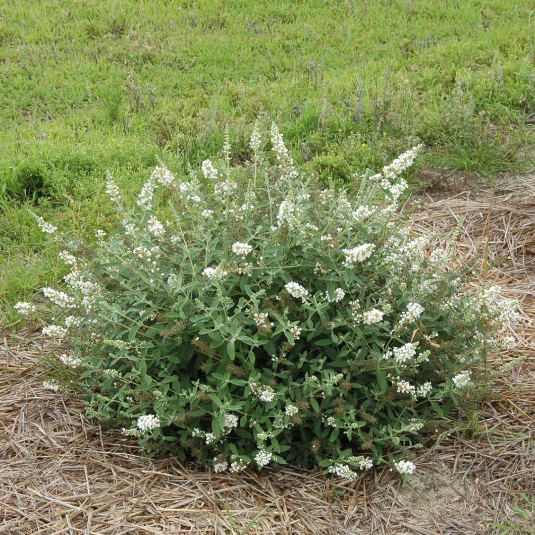 Lo & Behold Ice Chip Buddleia with crisp white blooms in trial field