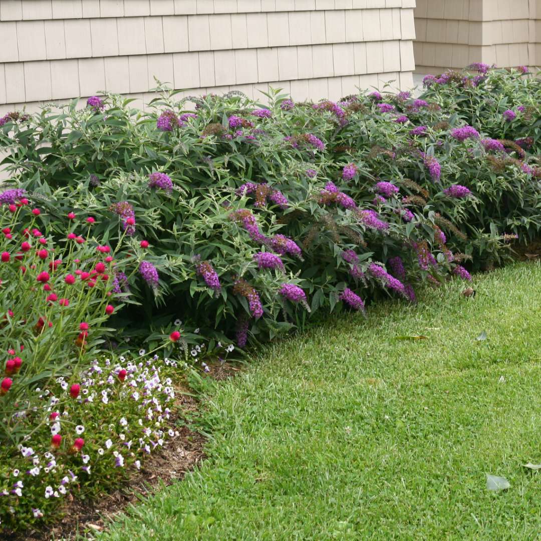 Foundation planting of Lo & Behold Purple Haze Buddleia with bright purple blooms