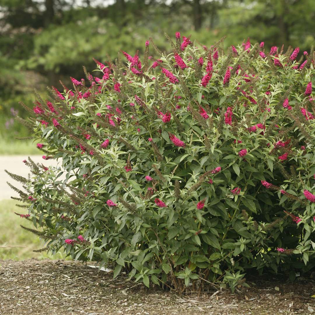 Buddleia Miss Molly in landscape