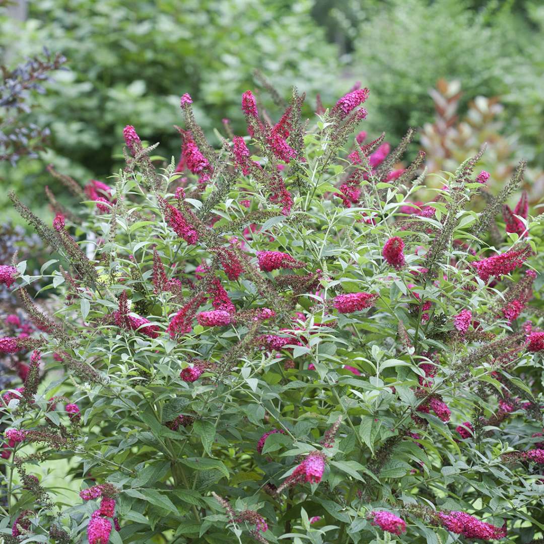 Miss Molly butterfly bush in a landscape