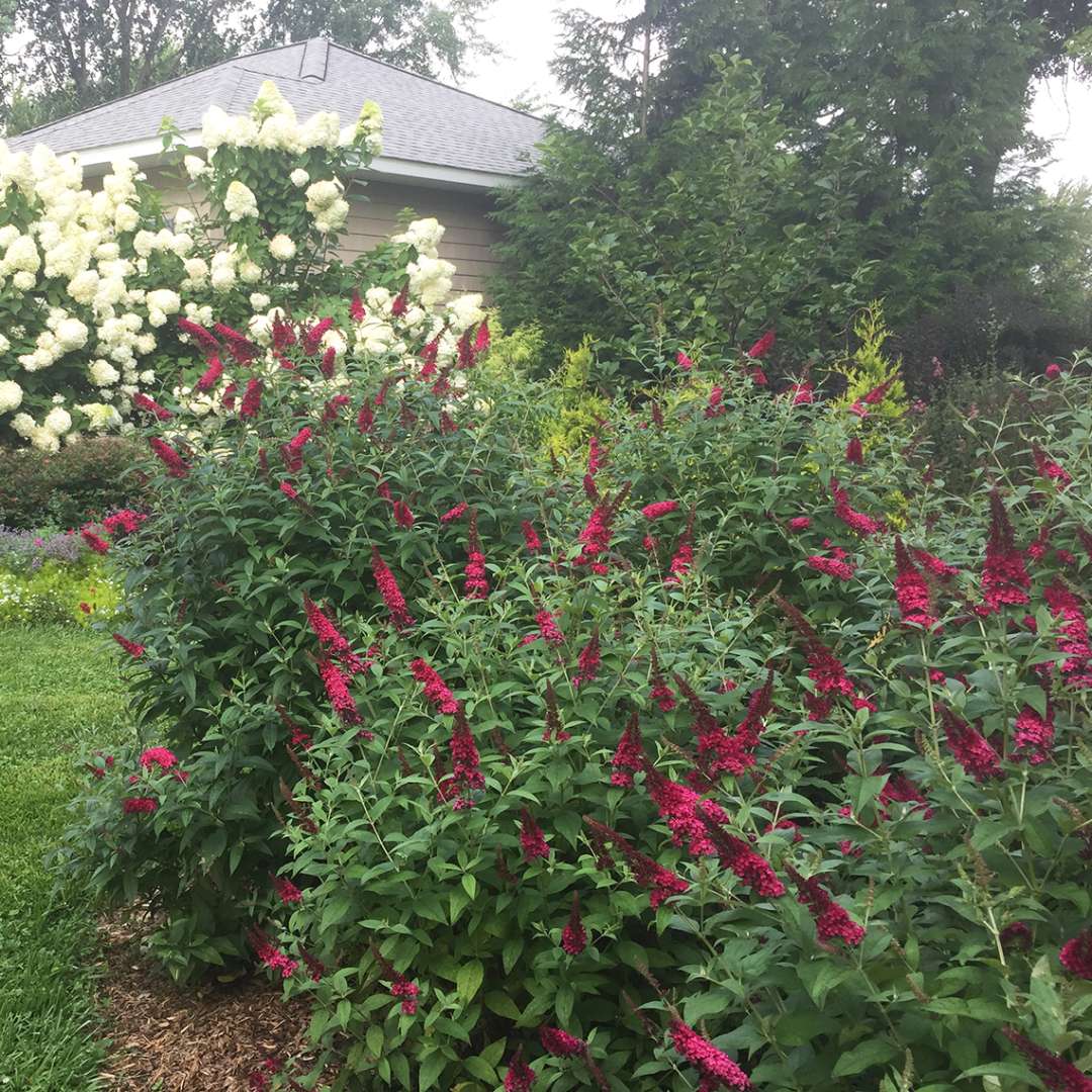 Trio of Buddleia Miss Molly in garden with Hydrangea paniculata in the background