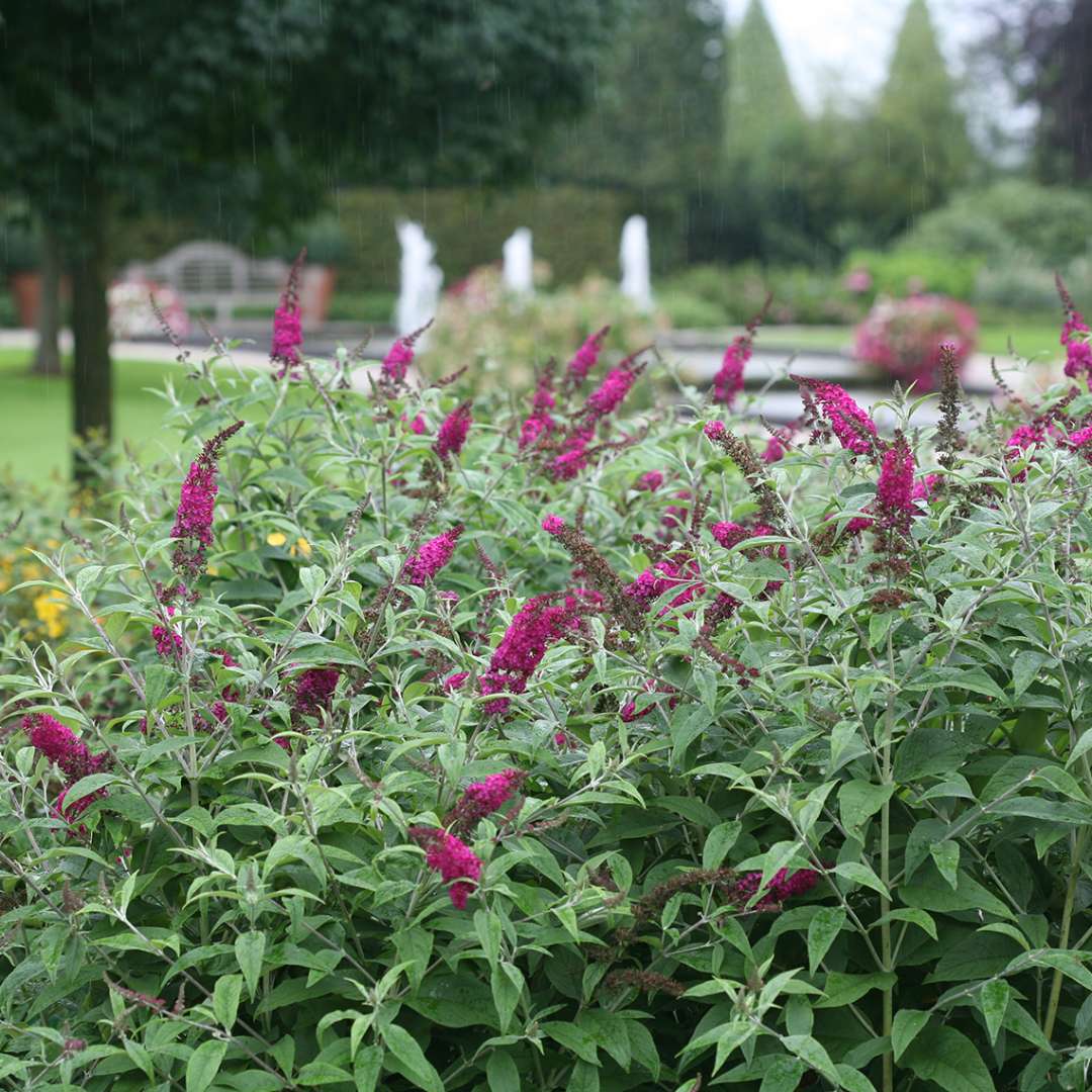 Miss Ruby butterfly bush in a landscape