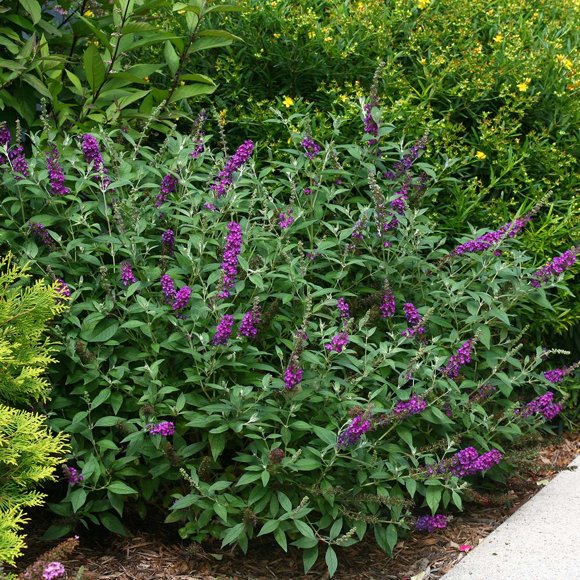 Buddleia Miss Violet planted along sidewalk