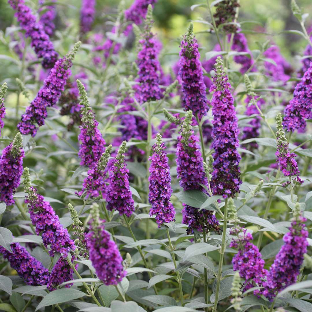 close up of the Deep purple blooms of Buddleia Miss Violet