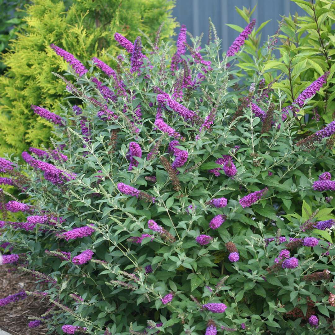 Miss Violet butterfly bush in a landscape