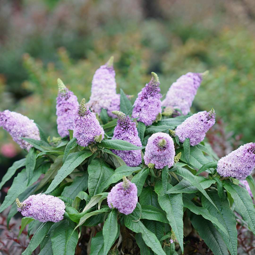 Pugster Amethyst Buddleia with large purple blooms in a greenhouse