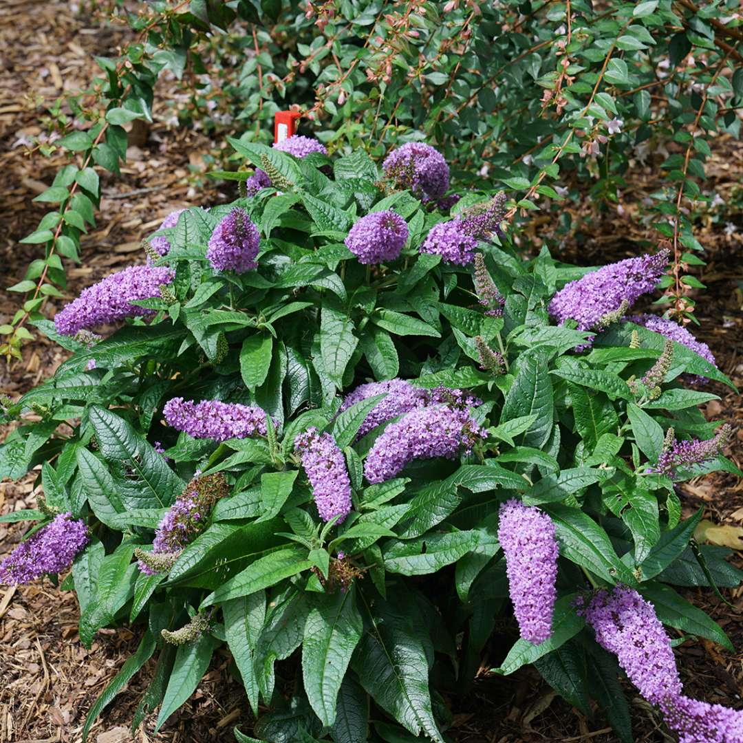 Pugster Amethyst Buddleia in landscape