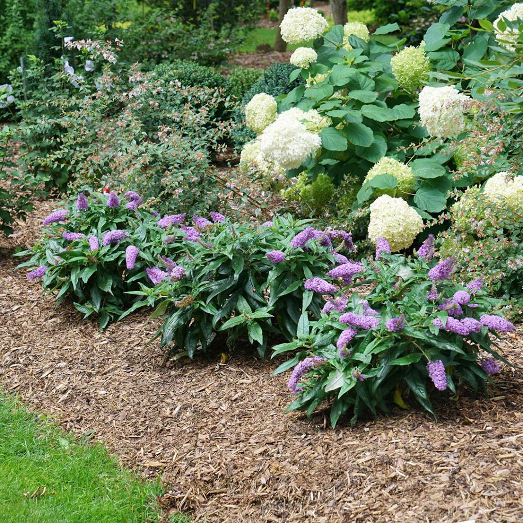 Group planting of three Pugster Amethyst Buddleia near Abelia and Hydrangea