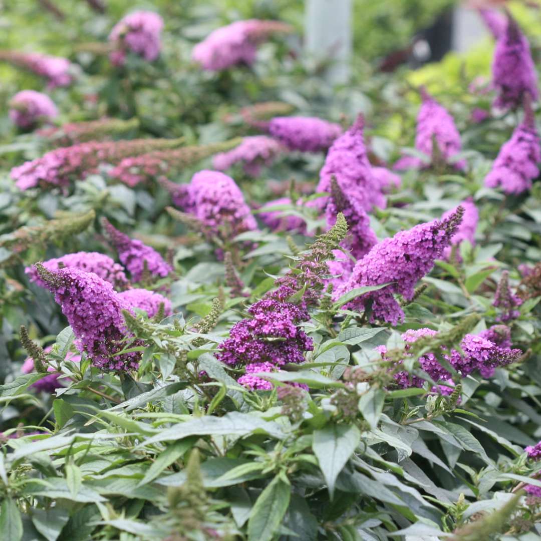 Purple blooms of Pugster Periwinkle Buddleia in greenhouse