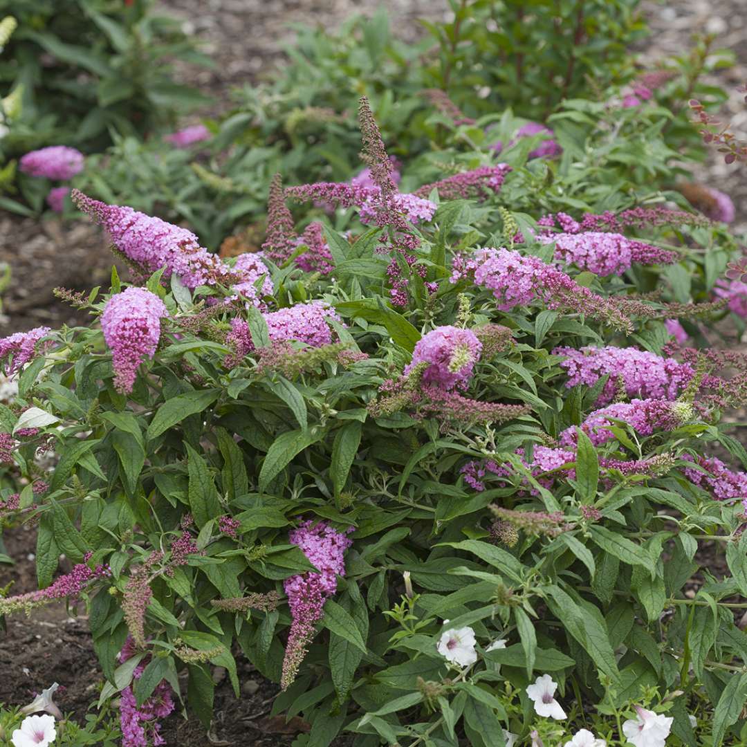 Pink blooms of Pugster Pink Buddleia in landscape