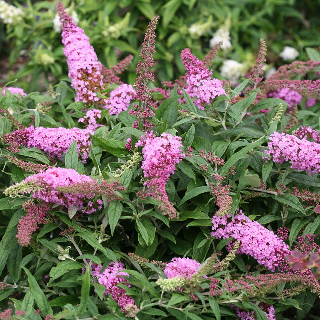 Pugster Pink Buddleia in garden