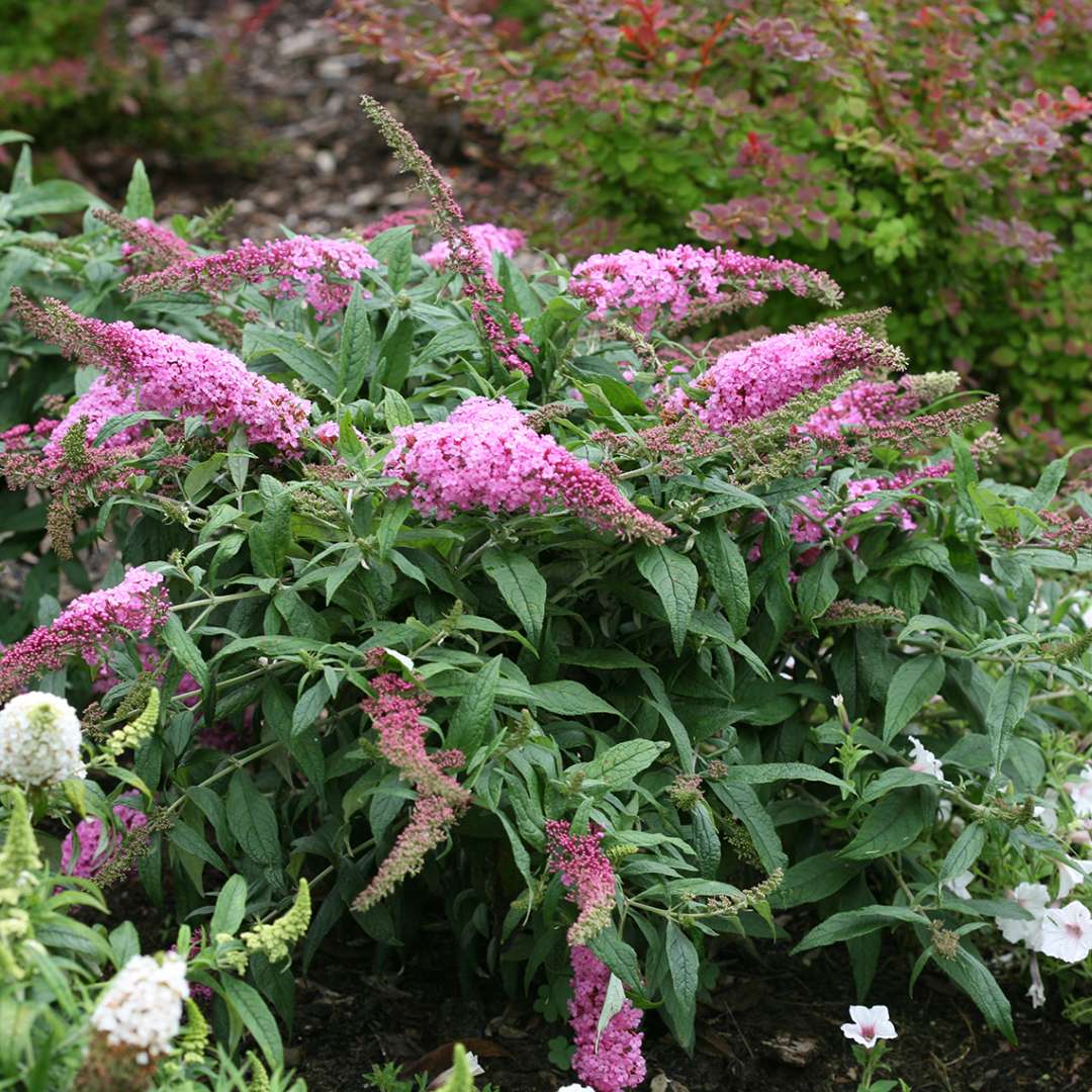 Pugster Pink Buddleia in garden