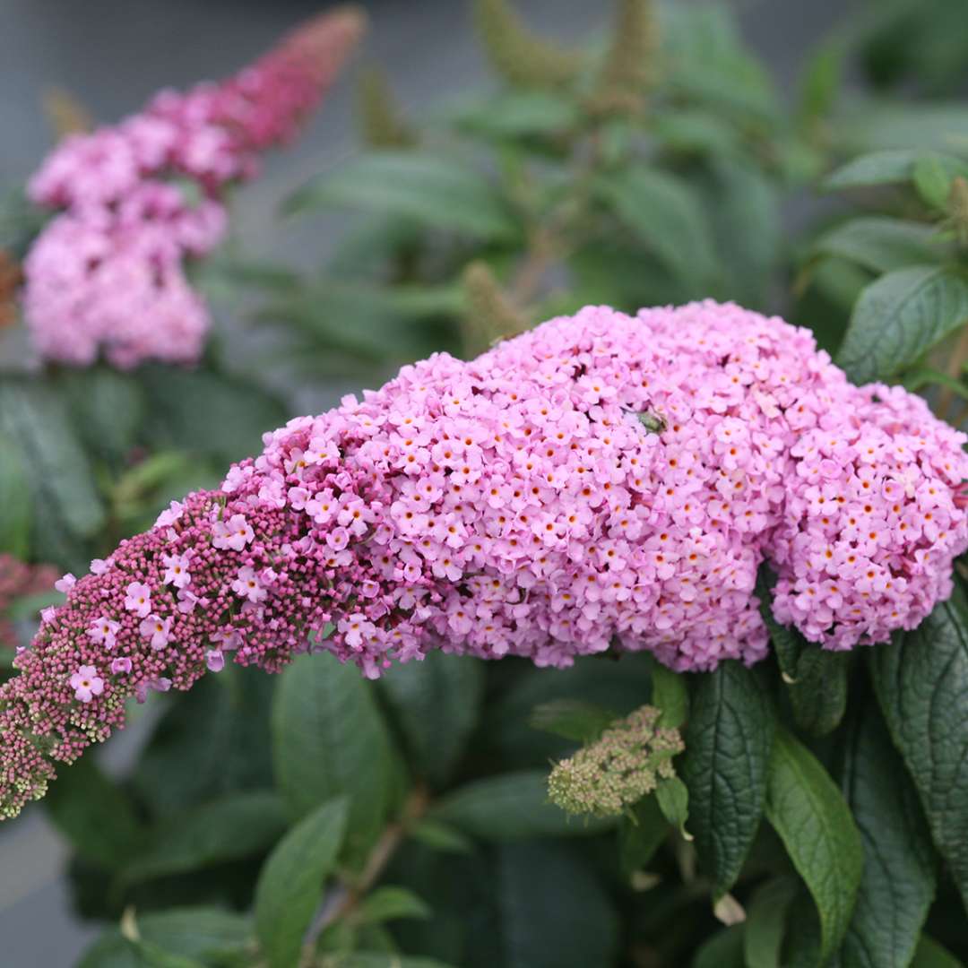 Close up of light pink Pugster Pink Buddleia bloom