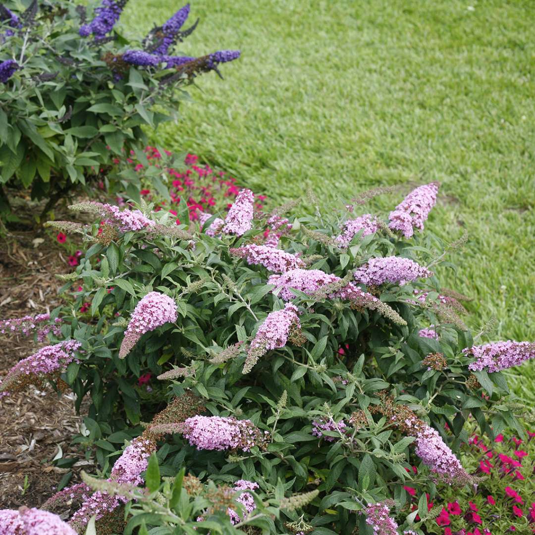 Pugster Pink Buddleia in landscape