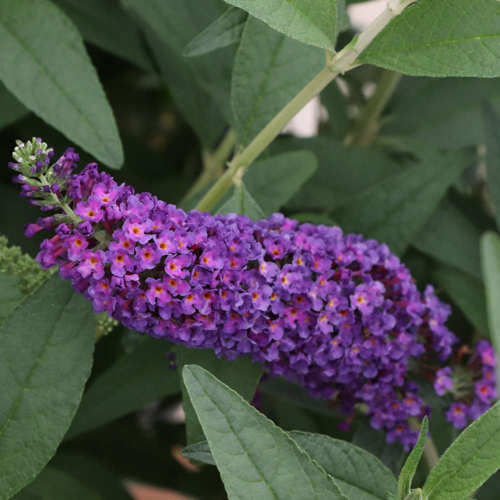 Close up of a deep purple bloom of Darkest Night butterfly bush